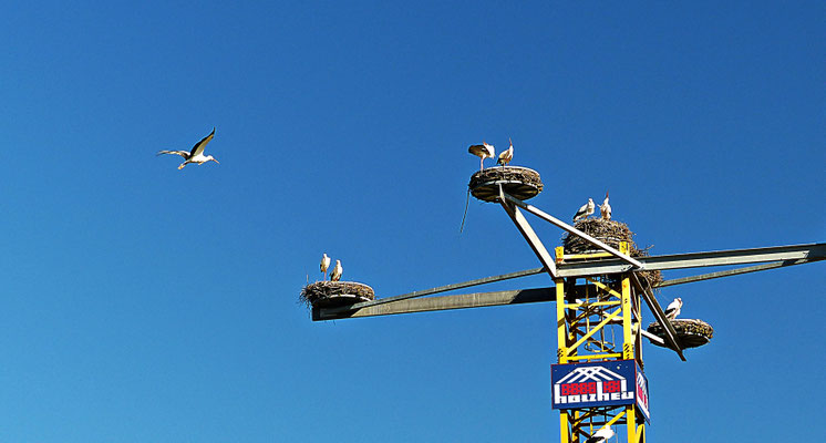 Der Storchenkran von Kirchheim