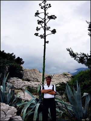 Agave