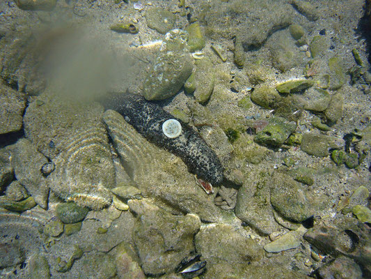 Seegurke