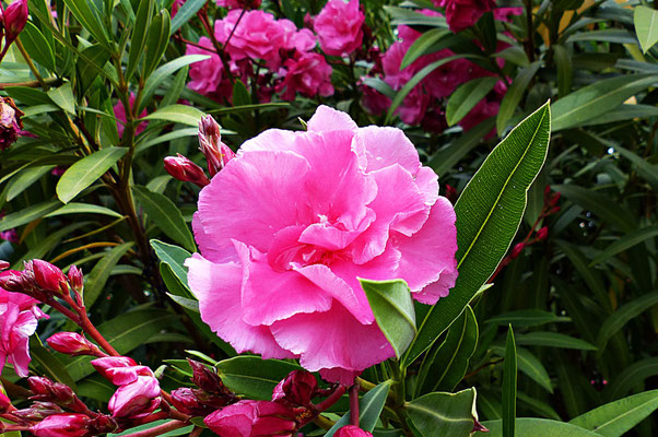 Oleander