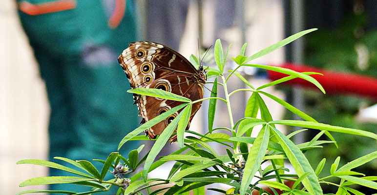 Schmetterlinge im Botanischen Garten Augsburg