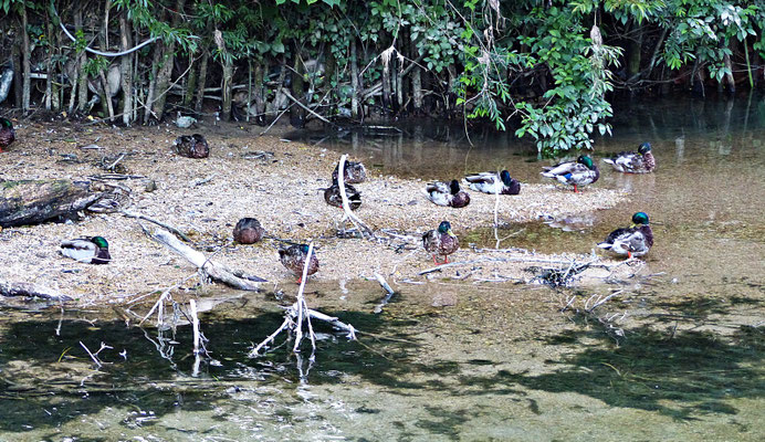 Enten in der Dämmerung