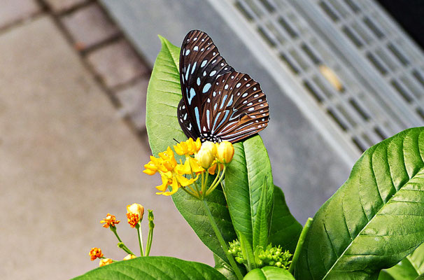 Schmetterlinge im Botanischen Garten Augsburg