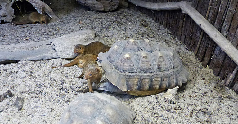 Der Reptilienzoo in Füssen