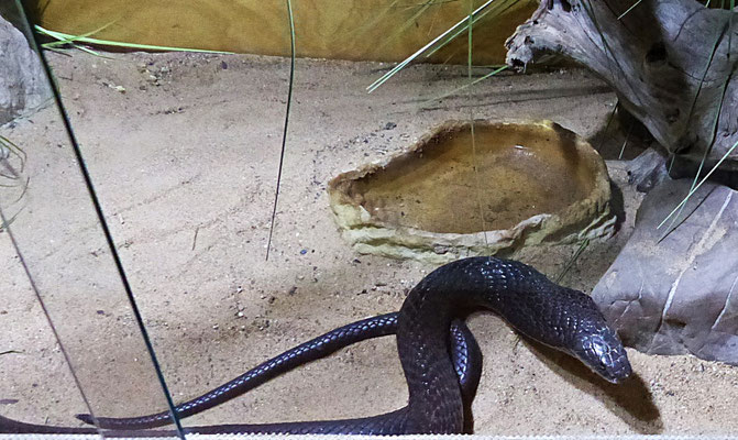 Die Schlangenwelt im Reptilienzoo
