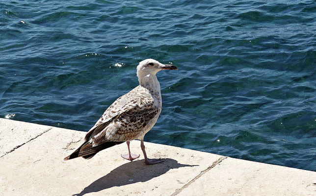 Zadar
