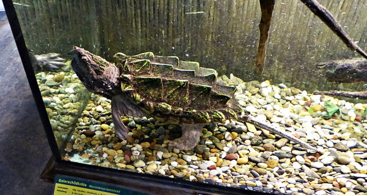 Der Reptilienzoo in Füssen
