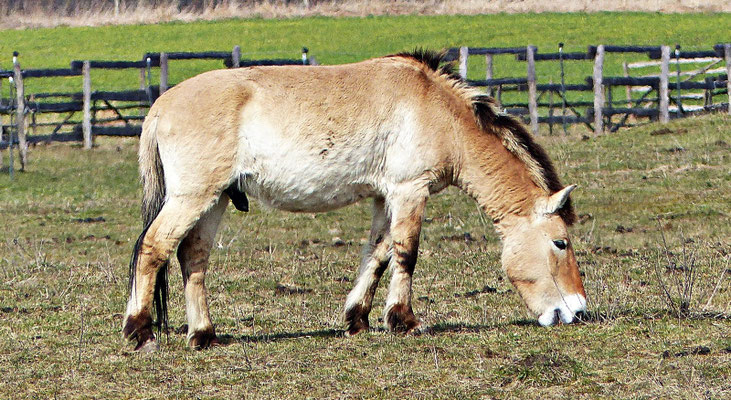 Przewalski-Pferd