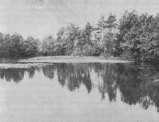 "Snakenbachteich mit Seerosen", Foto Reibig