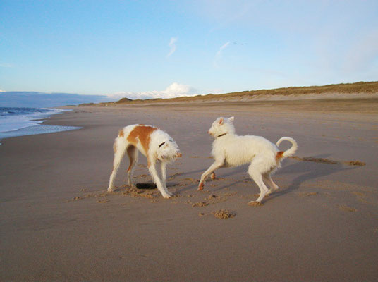 Zwei sollende Hunda am Strand von Sylt, Sansibar
