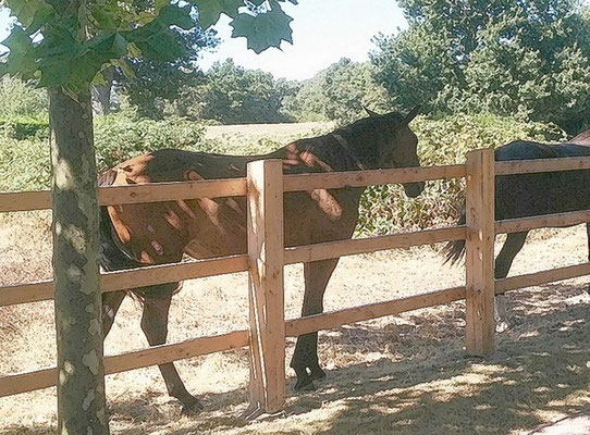 Cloture pour chevaux