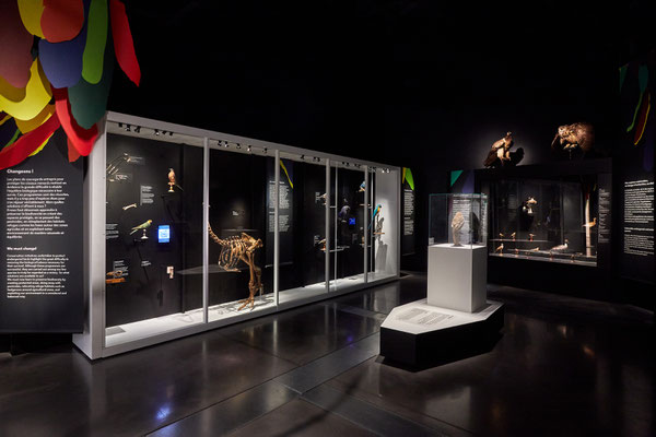 "l'oiseau rare" Musée des Confluences, scénographie POLA © Jeanchristophe Lett