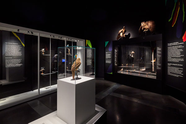 "l'oiseau rare" Musée des Confluences, scénographie POLA © Jeanchristophe Lett