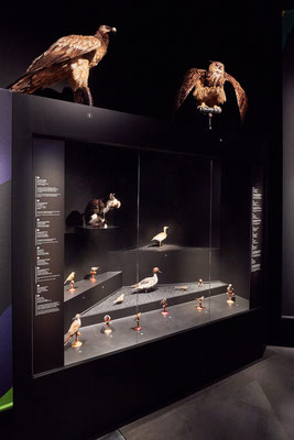 "l'oiseau rare" Musée des Confluences, scénographie POLA © Jeanchristophe Lett