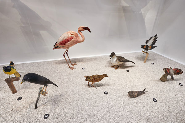 "l'oiseau rare" Musée des Confluences, scénographie POLA © Jeanchristophe Lett