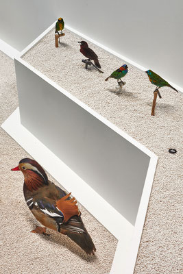 "l'oiseau rare" Musée des Confluences, scénographie POLA © Jeanchristophe Lett