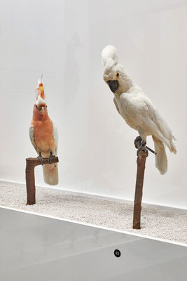 "l'oiseau rare" Musée des Confluences, scénographie POLA © Jeanchristophe Lett