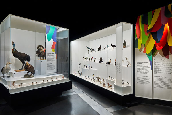 "l'oiseau rare" Musée des Confluences, scénographie POLA © Jeanchristophe Lett