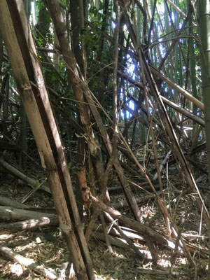 真竹竹林、整備前