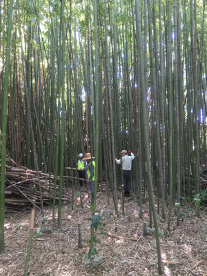 なごや竹和会のメンバーが整備中