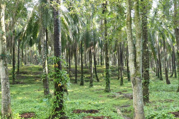 Palmölplantage zwischen Medan und Bukit Lawang