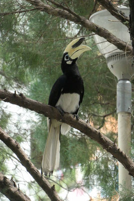 Der Orienthornvogel lebt frei in Singapur und zählt sicher zu den exotischsten Bewohnern.