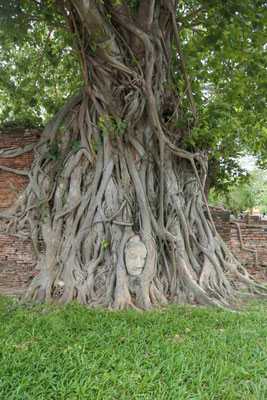 Der eingewachsene Buddhakopf von Wat Mahathat