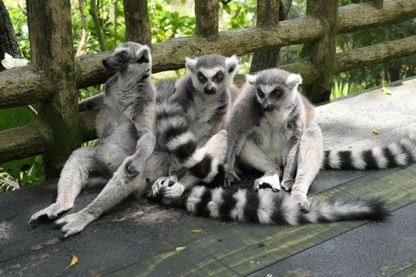 Lemuren im Zoo
