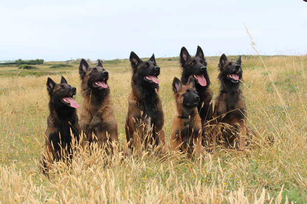 Faiper, Guinness, Gayenna, Lemon, Gaucho & Atomic, Frankreich Bretagne
