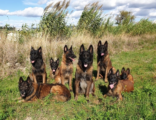 Atomic, Raki, Gayenna, Juno, Gaucho, Larson, Hot Lemon & Puma, Marsaille'20