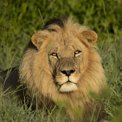 Löwe (Botswana)