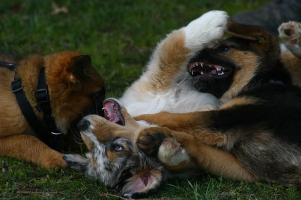 Maja, Jumpy und Aika beim verdienten Spiel!