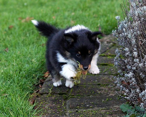 Obay Shelties (England)