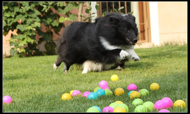 Nachwuchs in Italien/Offspring in italy/breeder:Simona Martinengo