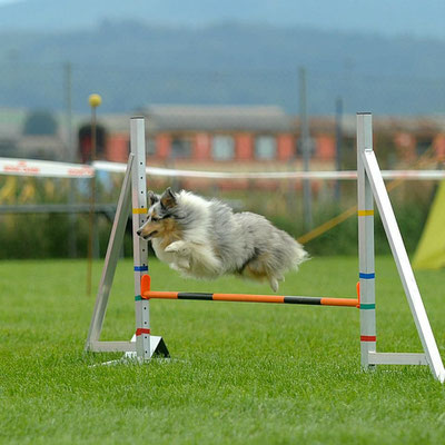 Agility Summer 2012