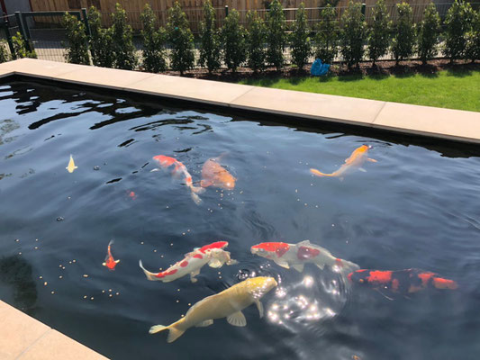 Teichbau von Koiteich, Schwimmteich etc., faltenfreies Verschweißen d