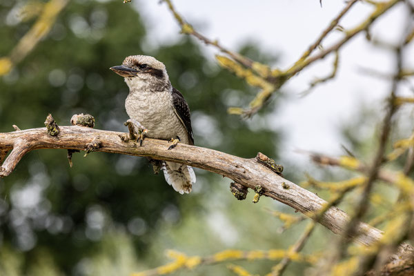 Kookaburra