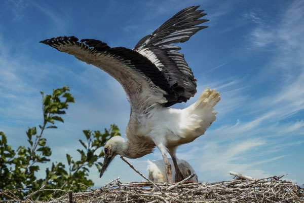 Juni 2020 - Een jonge ooievaar oefent zijn vleugels om straks het nest te verlaten