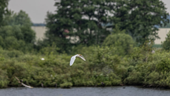 Koereiger