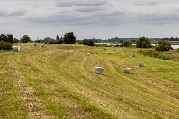 Juli 2022 - Juli, hooimaand. Vierkante hooibalen aan de IJsseldijk kunnen niet wegrollen