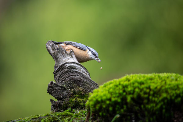 September 2019 - De Boomklever eet zich gulzig vol om de komende, strenge, winter door te komen.