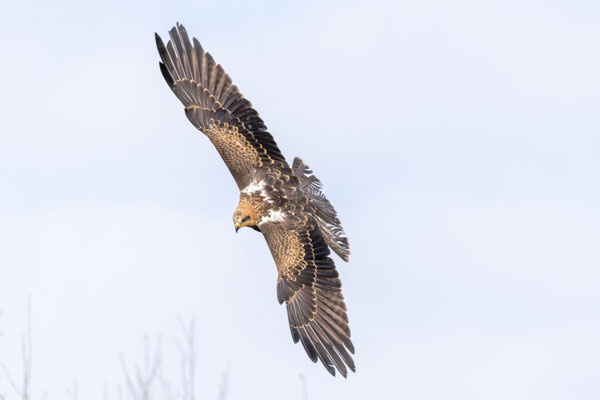 Woestijnbuizerd