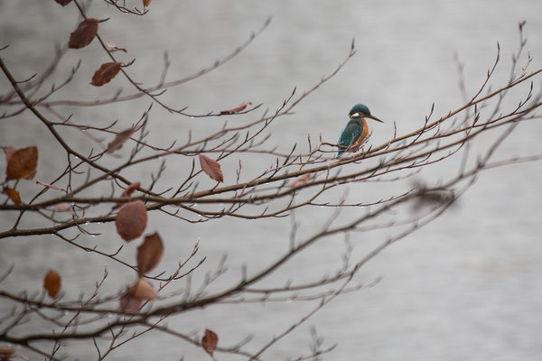 IJsvogel