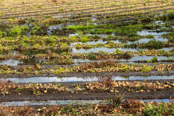 Oktober 2023 - Het rooien van de uien wordt belemmerd door het natte weer