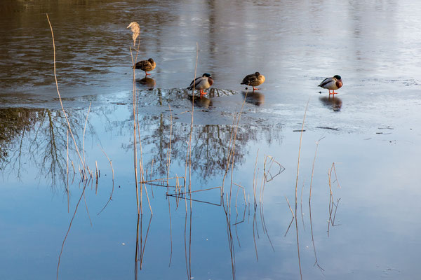 Februari 2018 - Deze foto weerspiegelt het weer, half dooi en half vorst