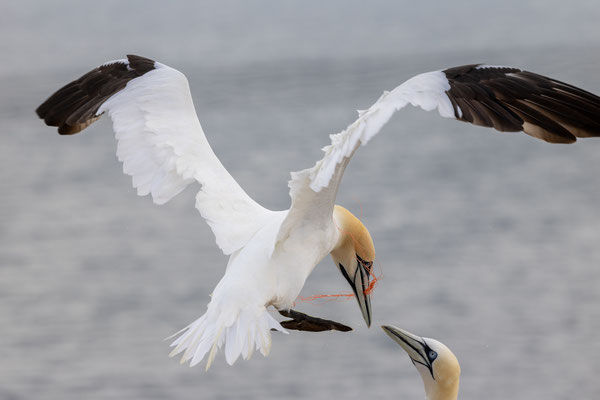 Juni 2025 - Jan van Genten op Helgoland