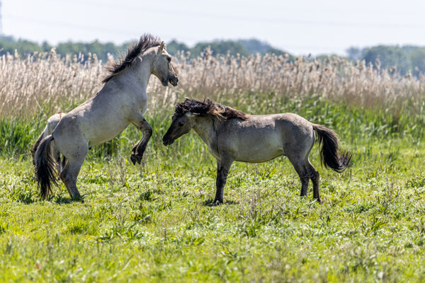 Mei 2025 - De jonge Konikpaarden stoeien wat met elkaar