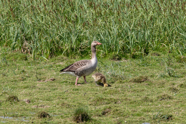 Grauwe gans