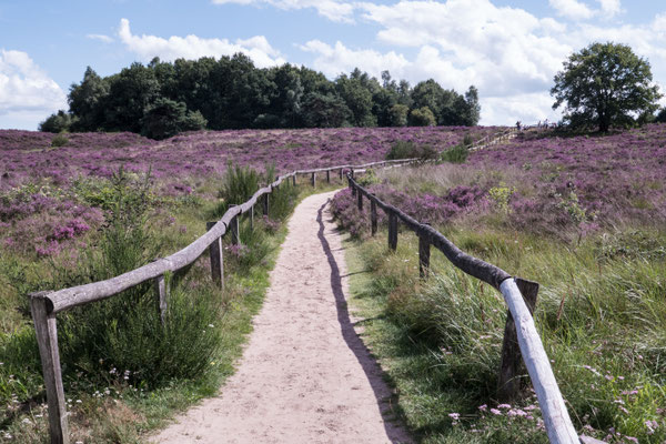 Augustus 2017 - De heide laat zich van zijn mooiste kant zien