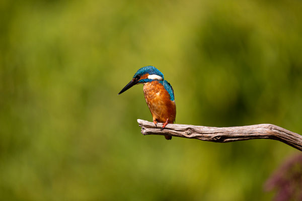 IJsvogel